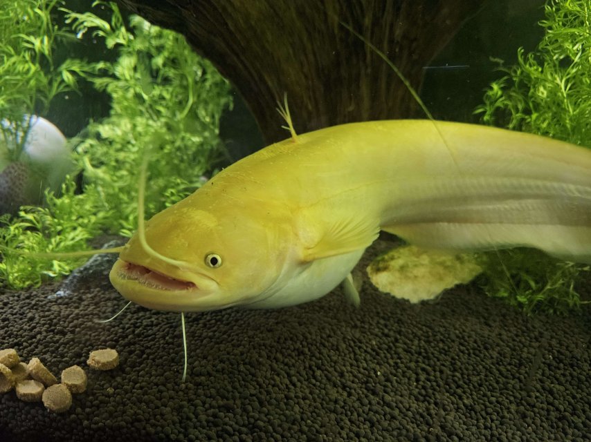 Golden Wels